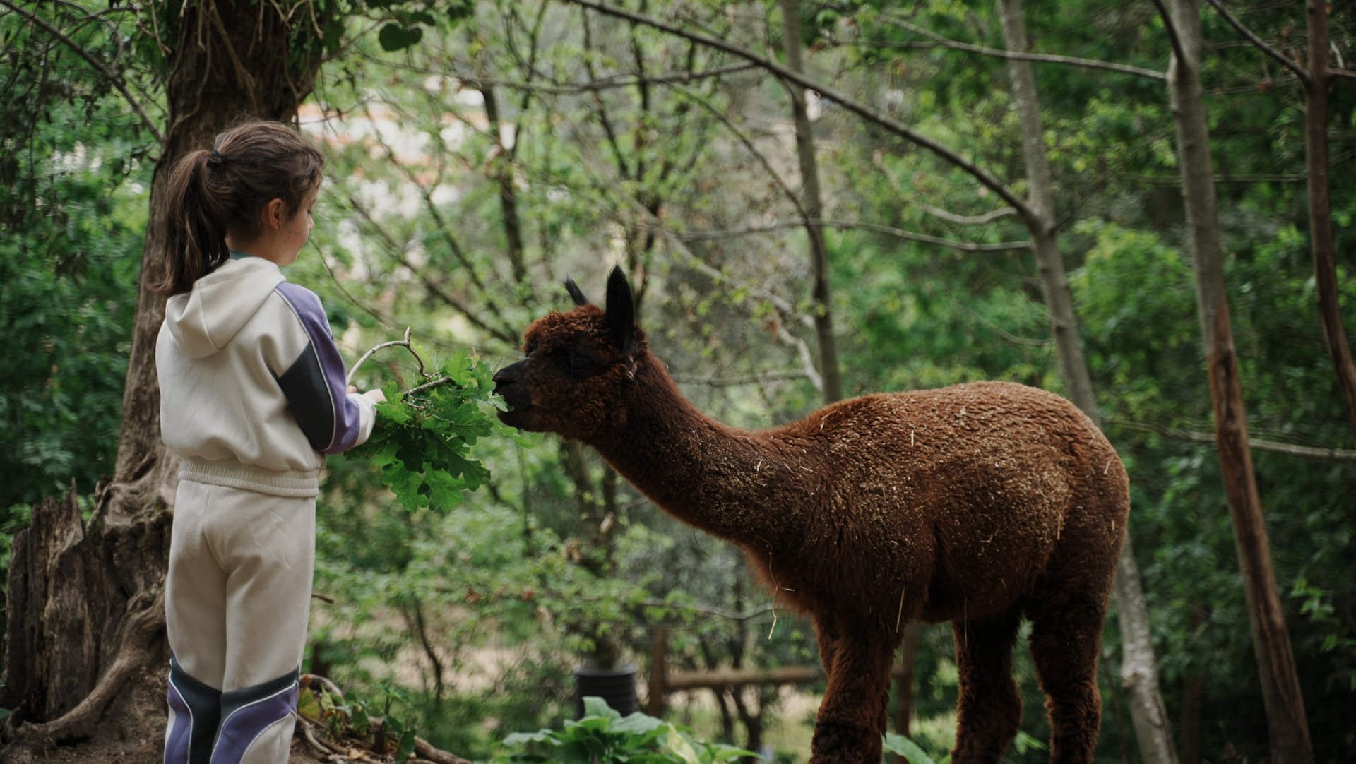 Alpacas Quintãs Farmhouses