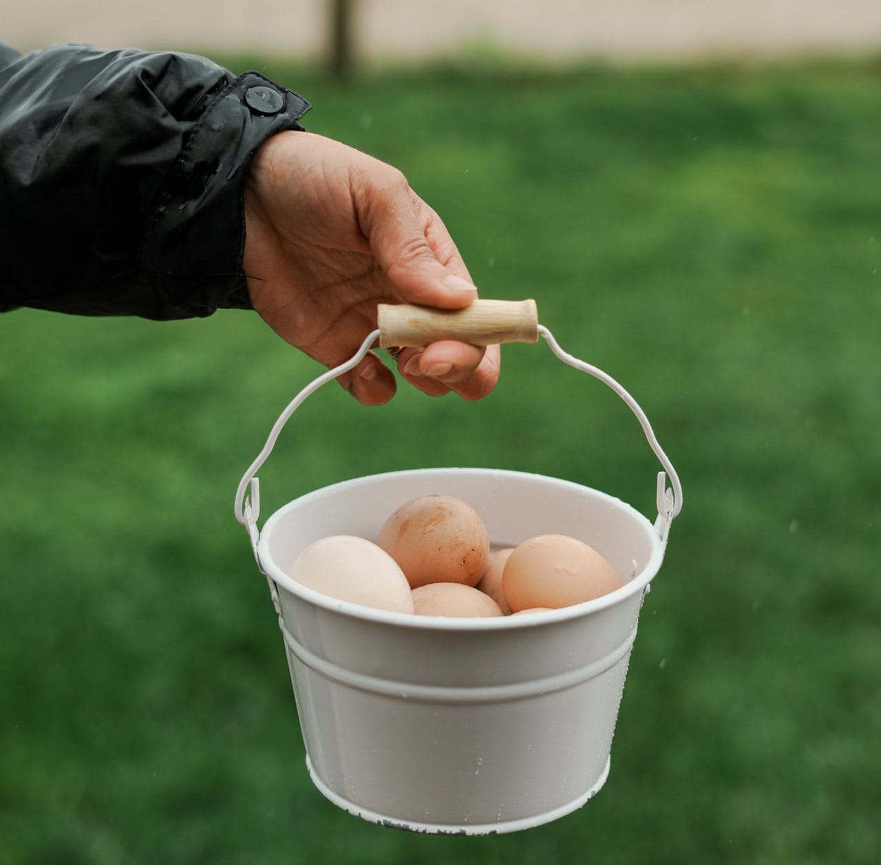 Eggs Quintãs Farmhouses